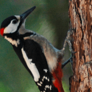 Alla scoperta degli animali del Parco Valentino
