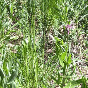 Piante selvatiche con fiori