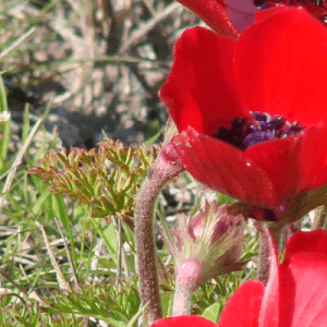 Fiori anemoni rossi