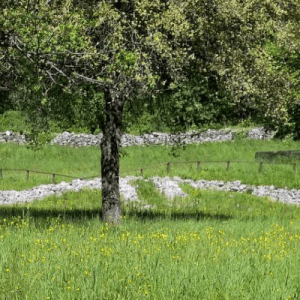 Il paesaggio racconta: trekking alla scoperta del Monte Barro