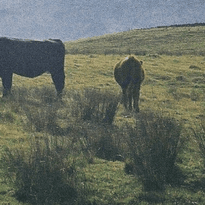 Tra prati e pascoli: trekking botanico ai piedi della Grigna Settentrionale