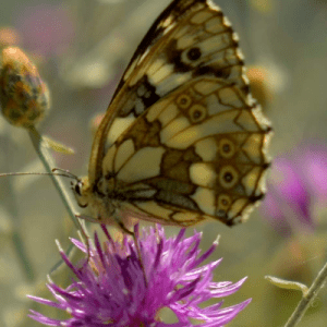 Le fioriture di alta montagna: uno spettacolo imperdibile!