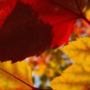 La magia del foliage ai Piani Resinelli
