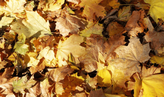 Dove trovare il foliage a Lecco: i migliori luoghi per godere del paesaggio autunnale