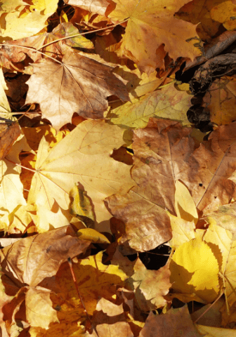Dove trovare il foliage a Lecco: i migliori luoghi per godere del paesaggio autunnale
