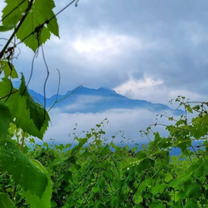 Wine Experience sul Lago di Como: vigneti, cantina storica e degustazione con i produttori
