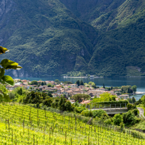 Wine Experience sul Lago di Como: vigneti, cantina storica e degustazione con i produttori